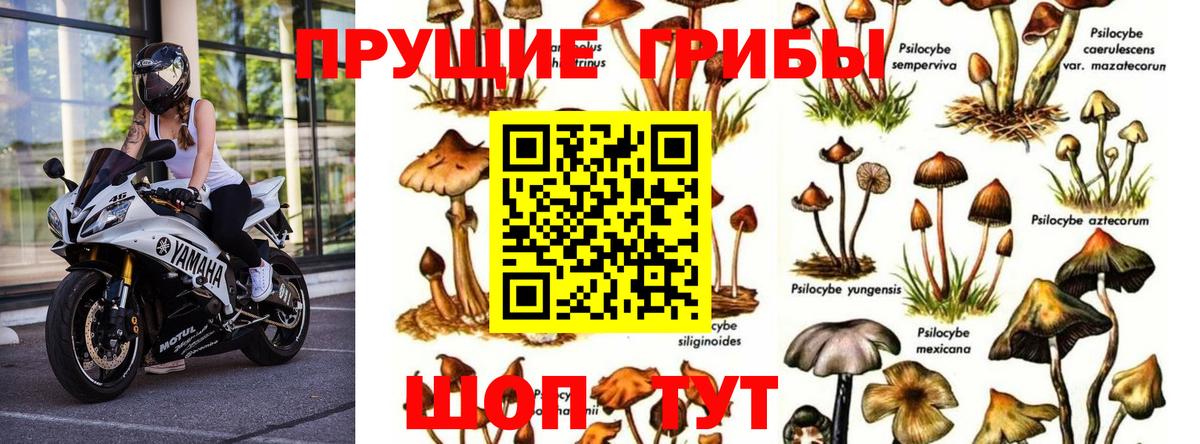 Новоалександровск  Галлюциногенные грибы Psilocybe  Вход с VPN 